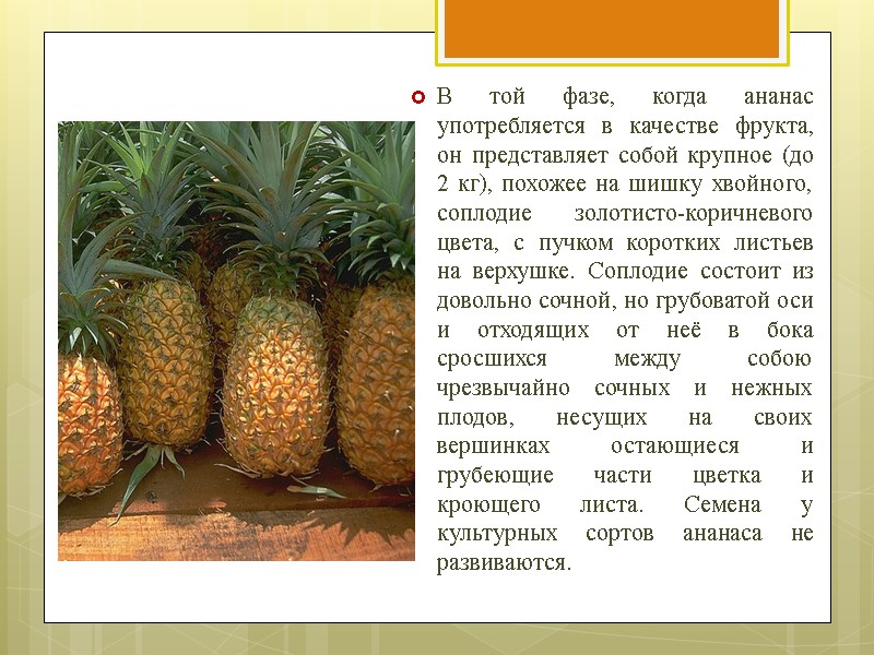 В той фазе, когда ананас употребляется в качестве фрукта, он представляет собой крупное (до